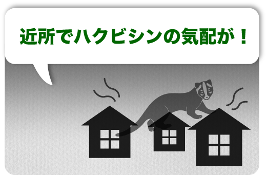 近所でハクビシンの気配が!